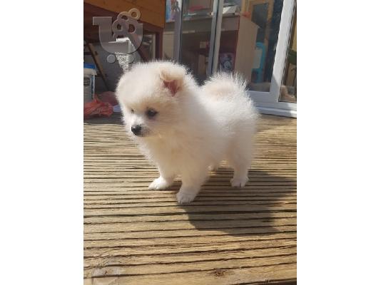 Πωλούνται σκυλιά και κουτάβια Pomeranian